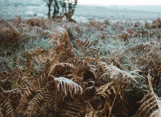 Essential factors that will help you improve the quality of your wood pellets